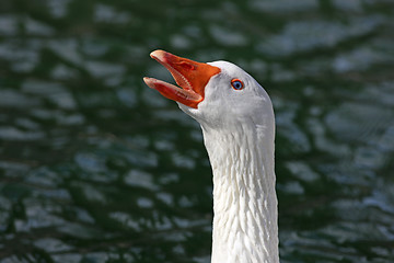 Image showing White Goose