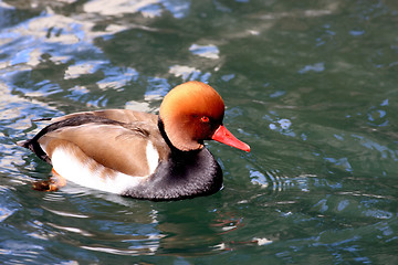 Image showing Swimming Duck