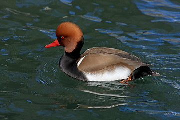 Image showing Swimming Duck