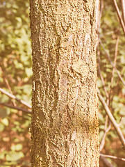Image showing Retro looking Tree bark