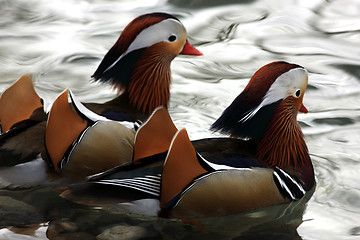 Image showing Two Mandarin Ducks