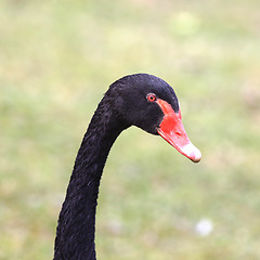 Image showing Black Swan