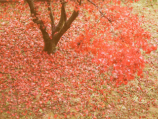 Image showing Retro looking Canarian maple tree