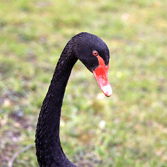 Image showing Black Swan