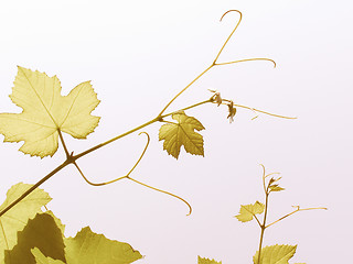 Image showing Retro looking Vine picture