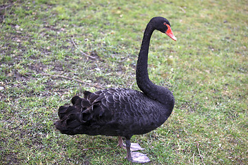 Image showing Black Swan