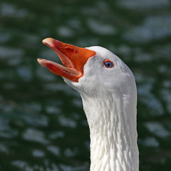 Image showing White Goose