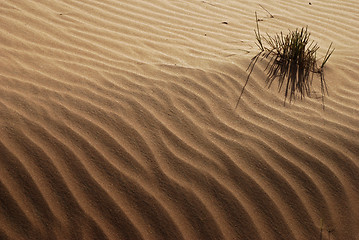 Image showing Desert