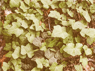 Image showing Retro looking Ivy leaves