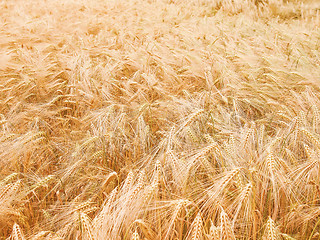 Image showing Retro looking Barleycorn field