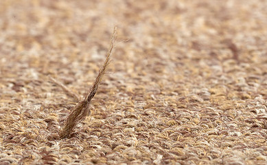 Image showing Broken fiber in carpet texture close-up