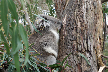 Image showing Australian Koala Bear