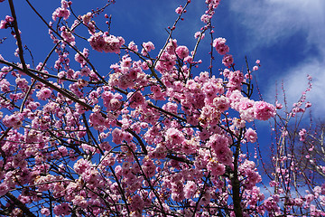 Image showing Cherry Blossoms in Australia