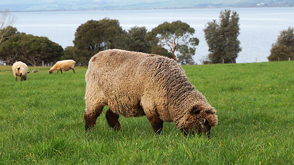 Image showing Sheep grazing on a lovely green pasture