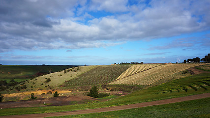 Image showing Australia vineyard with blue sky