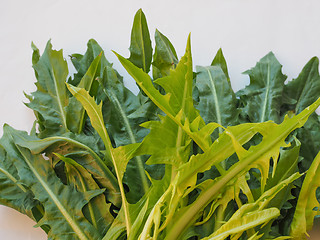 Image showing Catalonian chicory salad