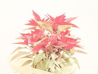 Image showing Retro looking Poinsettia Christmas star