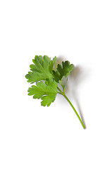 Image showing Fresh green Parsley