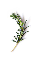 Image showing Fresh green sprig of rosemary