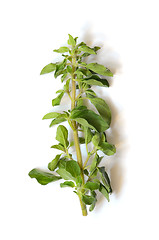 Image showing Fresh green sprig of Oregano