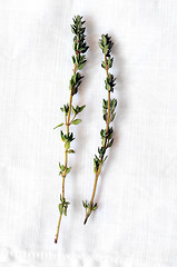 Image showing Bunch of fresh thyme