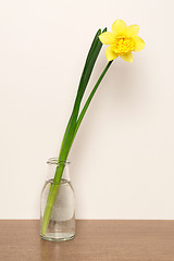 Image showing Yellow narcissus in vase