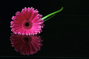 Image showing flower