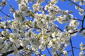 Image showing apple flowers background