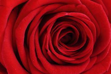 Image showing red rose flower