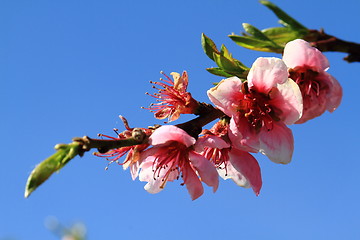 Image showing detail of peach flower