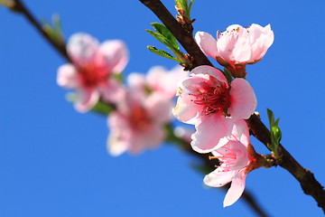 Image showing detail of peach flower