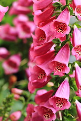 Image showing digitalis flowers background