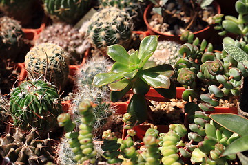 Image showing cactuses plants background