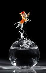 Image showing Goldfish jump