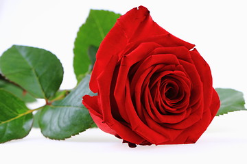 Image showing red rose flower