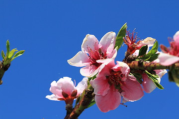 Image showing detail of peach flower