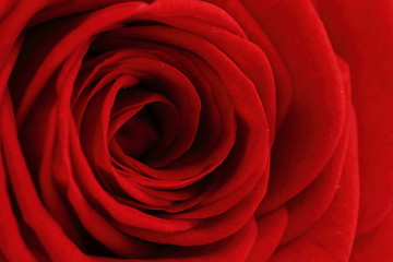 Image showing red rose flower