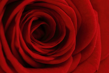 Image showing red rose flower