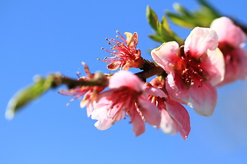 Image showing detail of peach flower