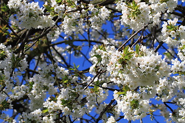 Image showing apple flowers background