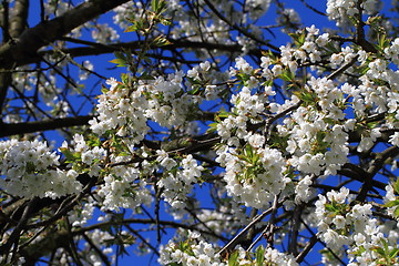 Image showing apple flowers background