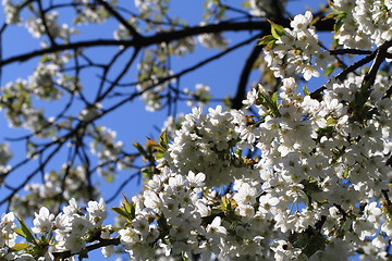 Image showing apple flowers background