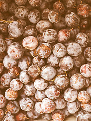 Image showing Retro looking Prunes picture