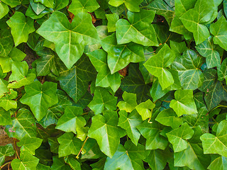 Image showing Green ivy leaves