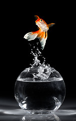 Image showing Goldfish jump