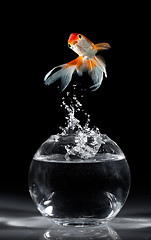 Image showing Goldfish jump