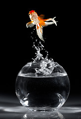 Image showing Goldfish jump