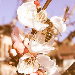 Image showing Retro looking Bee fetching nectar from flower