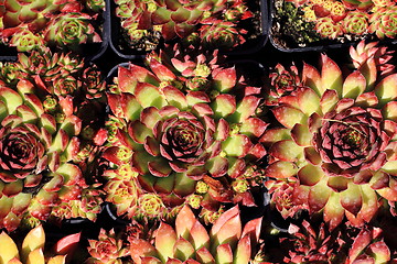 Image showing houseleek plant background