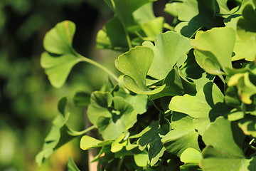 Image showing ginkgo plant background\r\n